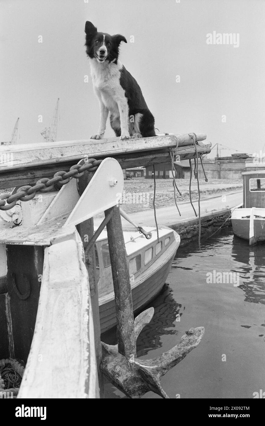 Aktuell 34-1-1973 : Storfiske på Oslo havnBrislingen skyr ikke kloakkutslipene fra storbyen. Tusenvis av skjepper som er fanget like utenfor det indre havneområdet av Oslo blir til delikate 'sardiner' som spises Med stor appetitt. Foto : ODD Ween / Aktuell / NTB ***FOTO IKKE BILDEBEHANDLET*** ce texte a été traduit automatiquement! Banque D'Images