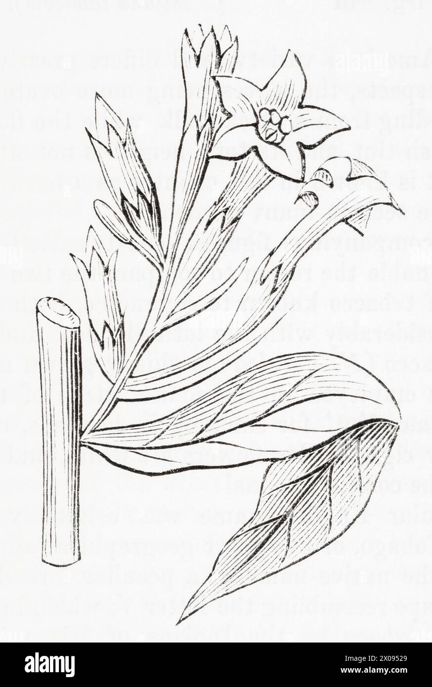 Années 1870, XIXe siècle gravure botanique / illustration de plante de tabac persane (Nicotiana persica) - utilisé comme plante médicinale. Voir Remarques. Banque D'Images
