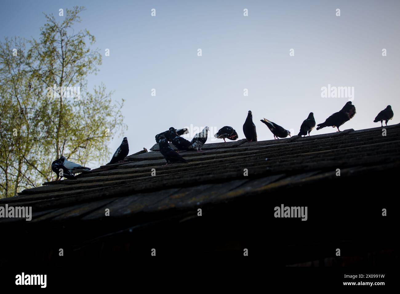 Waldviertler Kröpfer (Waldviertel Cropper Pigeon), Waldviertler Schecken, Schwarzschecken - une vieille race de pigeon du nord de l'Autriche Banque D'Images Waldviertler Kröpfer (Waldviertel Cropper Pigeon), Waldviertler Schecken, Schwarzschecken - une vieille race de pigeon du nord de l'Autriche Banque D'Images