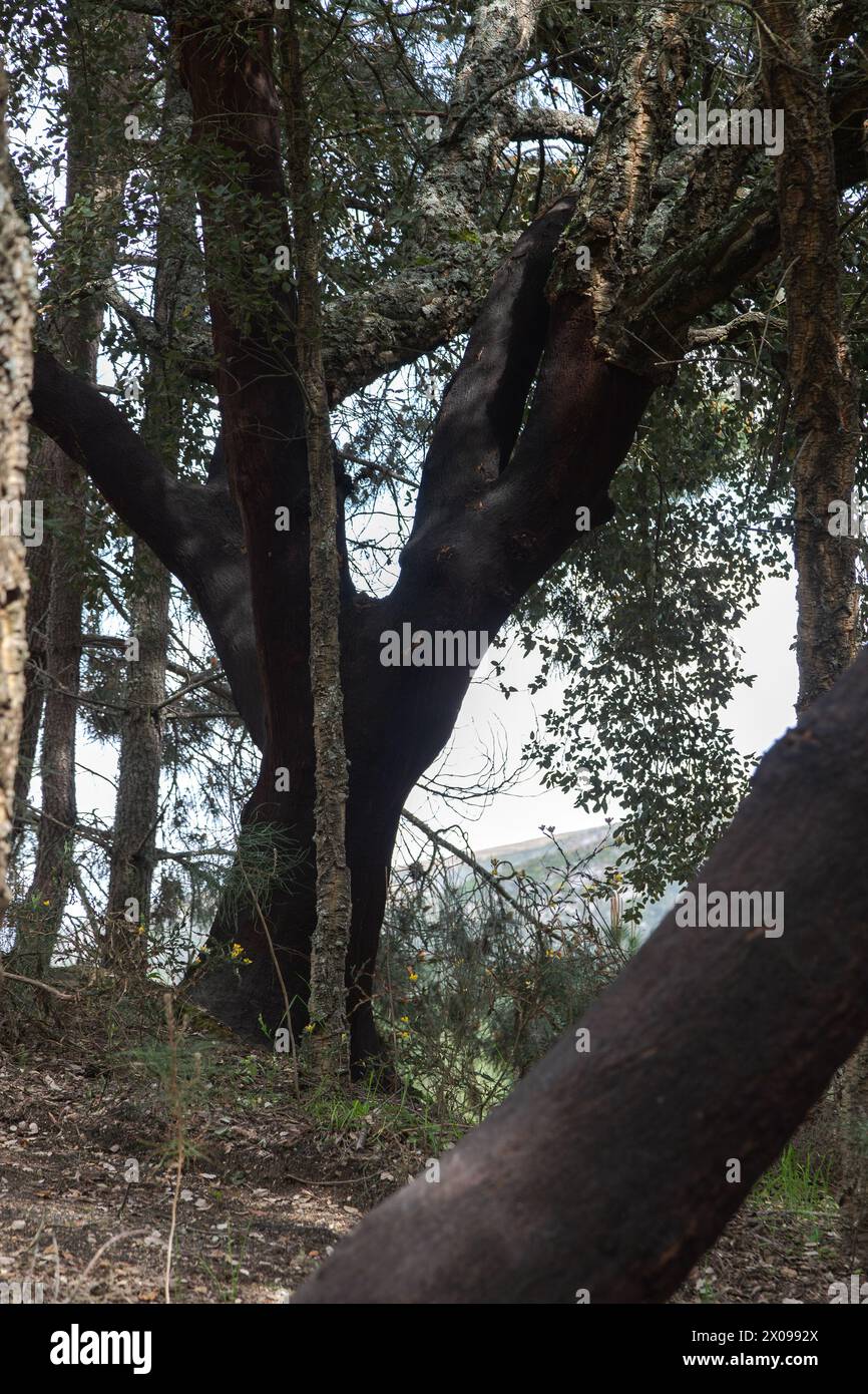 Paysage naturel de chênes-lièges avec liège dans la région de 'Tras os Montes, Alijo'. Arbre protégé Banque D'Images