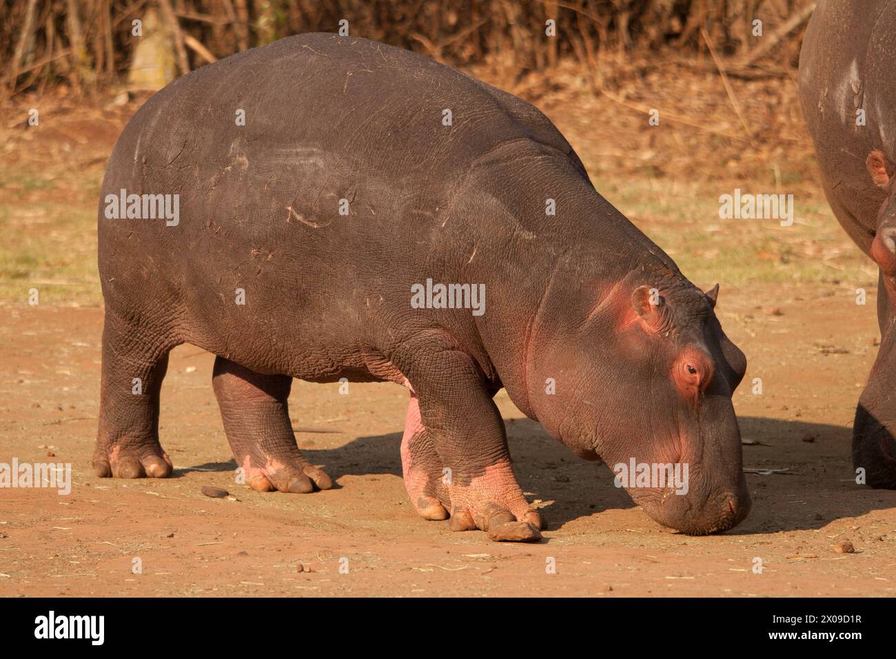 bébé hippopotame (hippopotamus amphibius) afrique du sud Banque D'Images
