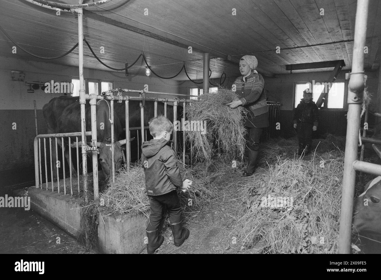 Aktuell 10 - 3 - 1974 : Nytt liv i gammel grendLeirskogen skole Øst for Bagn i Valdres skal erstattes av ny skole, siden bygda viser seg å være levedyktig. Frappez le tilbake folklorique de moustiquaire. -FRU Gudny Stensæter på Garden Tomtene Med sine sønner Svein Torgeir og Kjell Oddbjørn, ordner opp i fjøset, mens forhenværende bilelektriker Torbjørn er nede i bygdesenteret Bagn. Foto ; Sverre A. Børretzen / Aktuell / NTB ***FOTO IKKE BILDEBEHANDLET*** ce texte a été traduit automatiquement! Banque D'Images