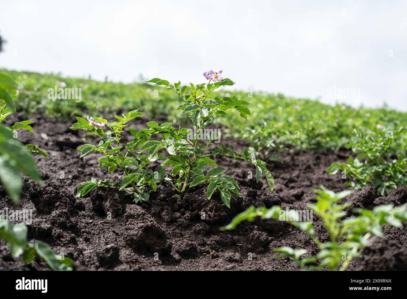 Nakuru, Kenya. 09th Apr, 2024. Pommes de terre poussant à la ferme à Mau Narok, comté de Nakuru. Les phénomènes météorologiques extrêmes affectent la culture de la pomme de terre. Crédit : SOPA images Limited/Alamy Live News Banque D'Images