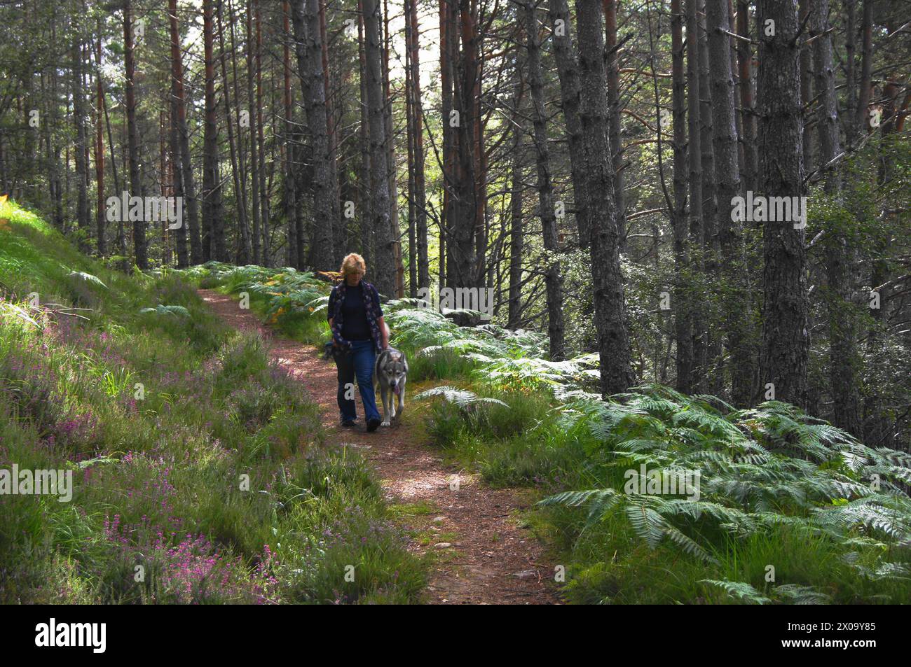 Walking with Wolves, Tamaskan Wolf Hybrid, Rosehall Forest, Sutherland, Highland Écosse, ROYAUME-UNI Banque D'Images