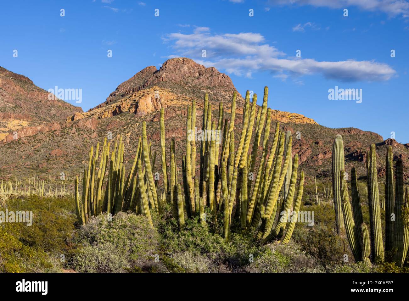 Cactus pour tuyaux d'orgue (Stenocereus thurberi), désert de Sonora, Ajo Mountain Drive, Diablo Mountains, Organ Pipe Cactus National Monument, Arizona Banque D'Images