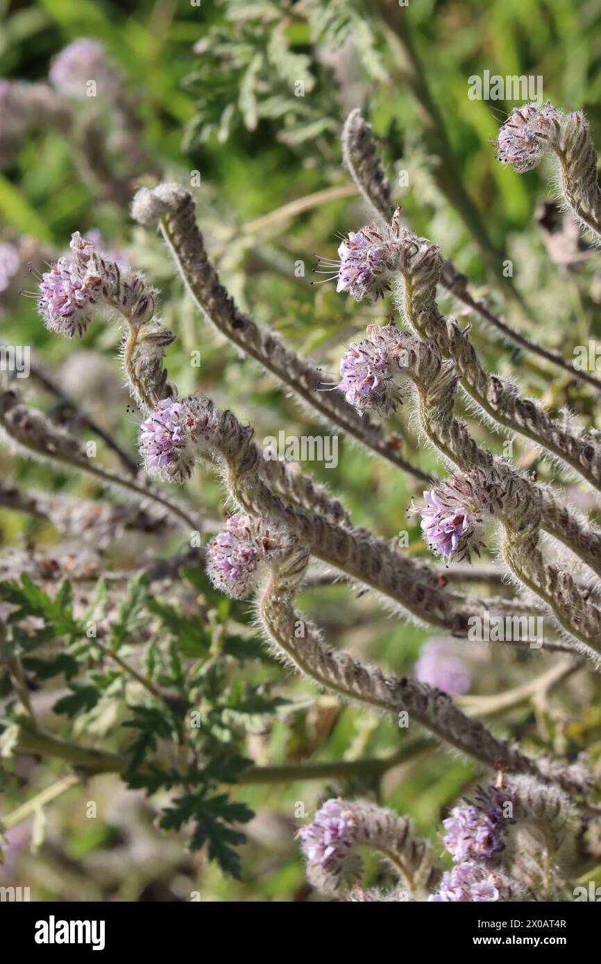 Hubby Scorpionflower, Phacelia Hubbyi, une belle herbe locale annuelle avec inflorescences de cyme scorpioïdes pendant l'hiver dans les montagnes de Santa Monica. Banque D'Images