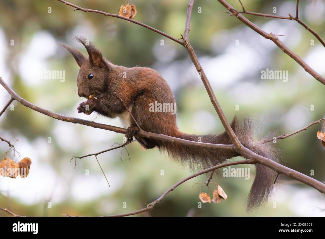 Écureuil roux mignon mangeant des noix sur une branche (Sciurus vulgaris) Banque D'Images