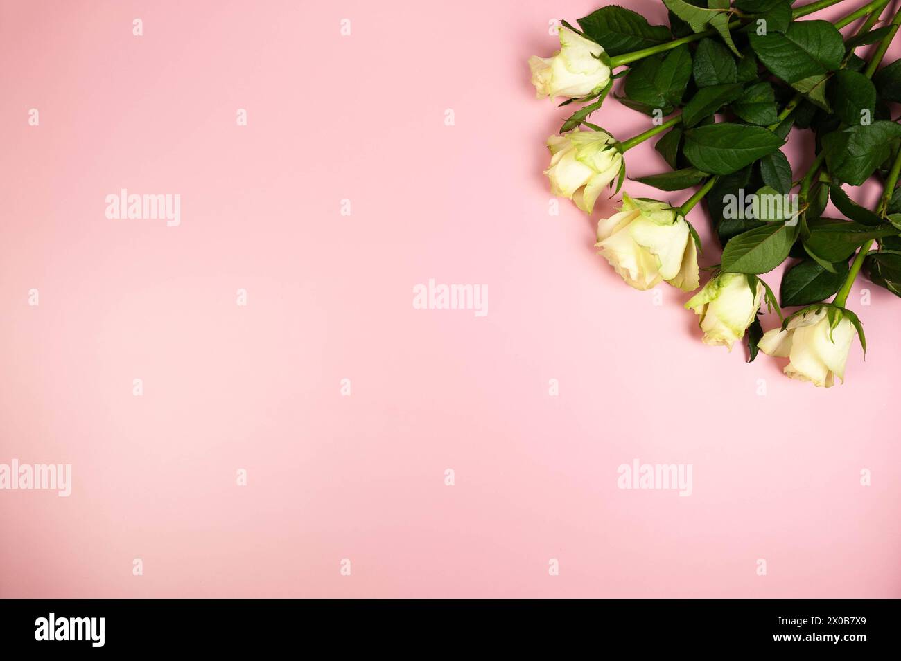 Vue de dessus du bouquet de roses blanches sur fond rose. Pose à plat, espace de copie. Banque D'Images