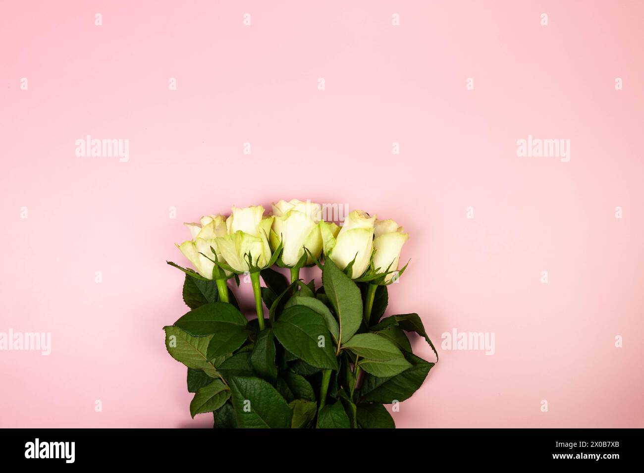Vue de dessus du bouquet de roses blanches sur fond rose. Pose à plat, espace de copie. Banque D'Images