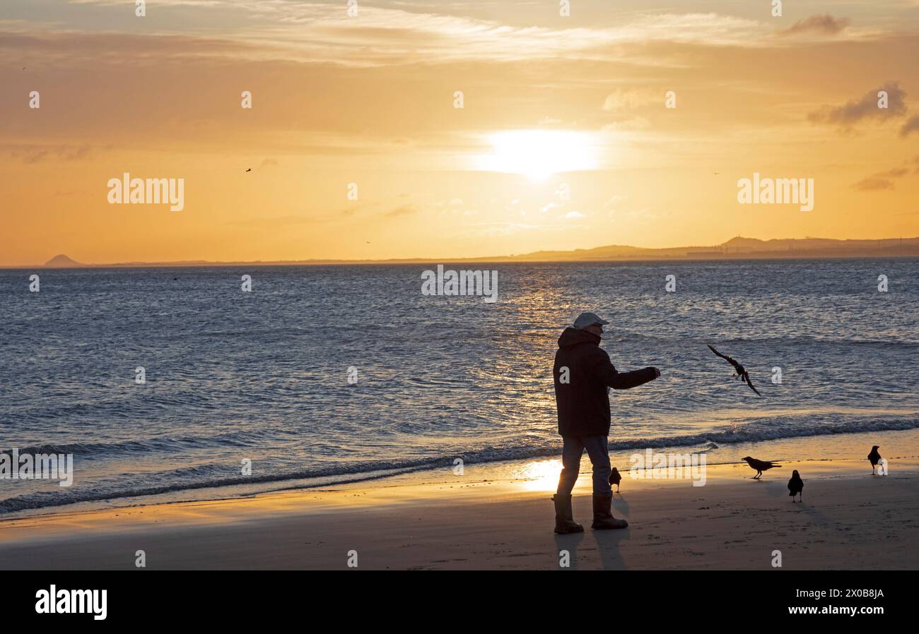 Portobello, Édimbourg, Écosse, Royaume-Uni. 11 avril 2024. Lever du soleil par le Firth of Forth avec une température douce de 13 degrés centigrades. Un mâle nourrissant les Corvidés près du rivage. Après 10 jours de précipitations record à Édimbourg d’environ 80 à 90 mm de pluie, le soleil tôt le matin est le bienvenu. Credit : Arch White/Alamy Live news. Banque D'Images