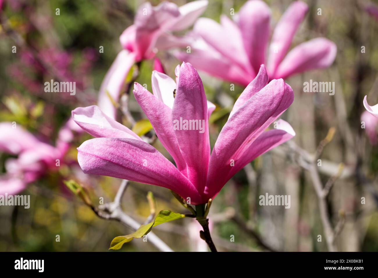 Belles fleurs de magnolia rose sur l'arbre. Magnolia fleurit dans le jardin de printemps magnolia fleuri, tulipe arbre. Magnolia Sulanjana gros plan de printemps Banque D'Images