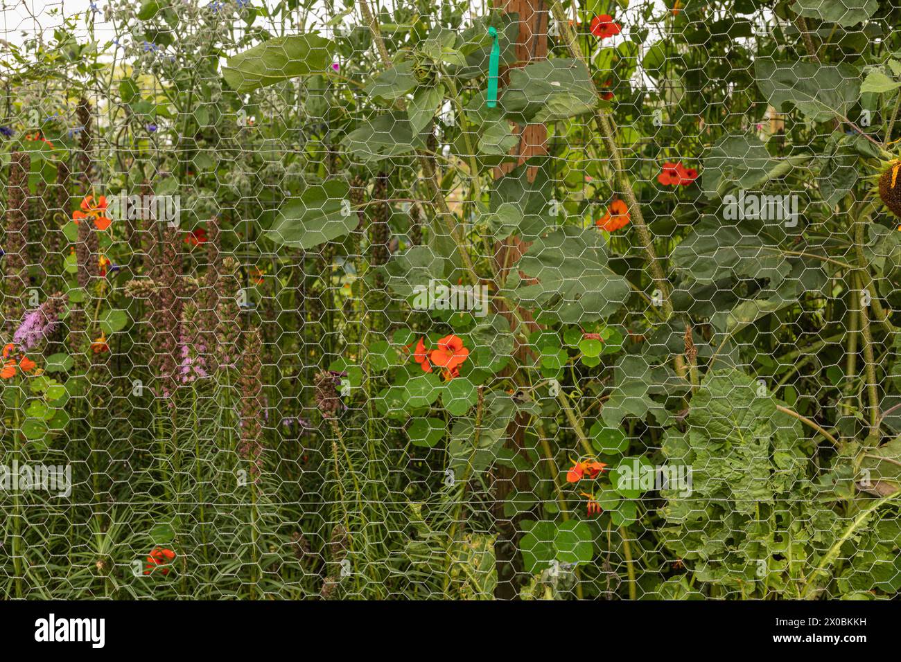 fleurs de nasturtium orange dans le jardin derrière le fil de poulet Banque D'Images