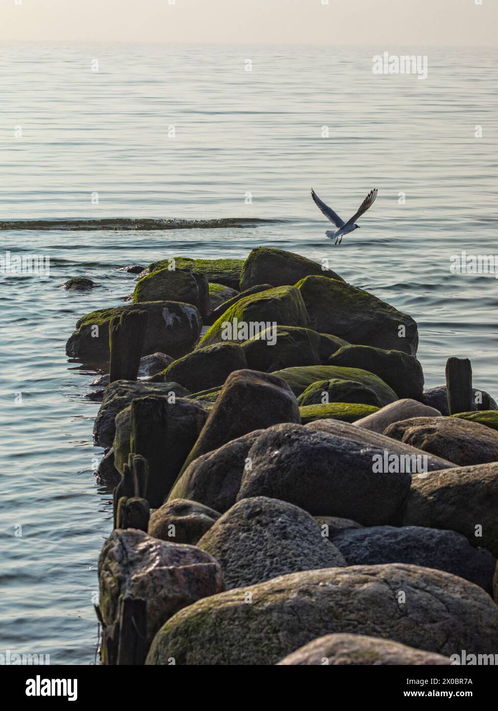 Goélette à tête noire décollant du brise-lames sur la côte allemande de la mer Baltique Banque D'Images