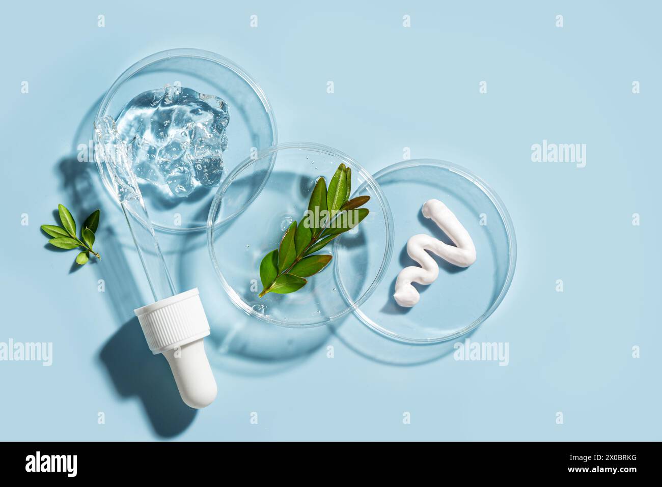 Produits naturels de soins de la peau échantillons dans la boîte de Petri et plantes vertes sur fond bleu, vue de dessus, espace de copie. ECO Beauty, laboratoire cosmétique à base de plantes Re Banque D'Images