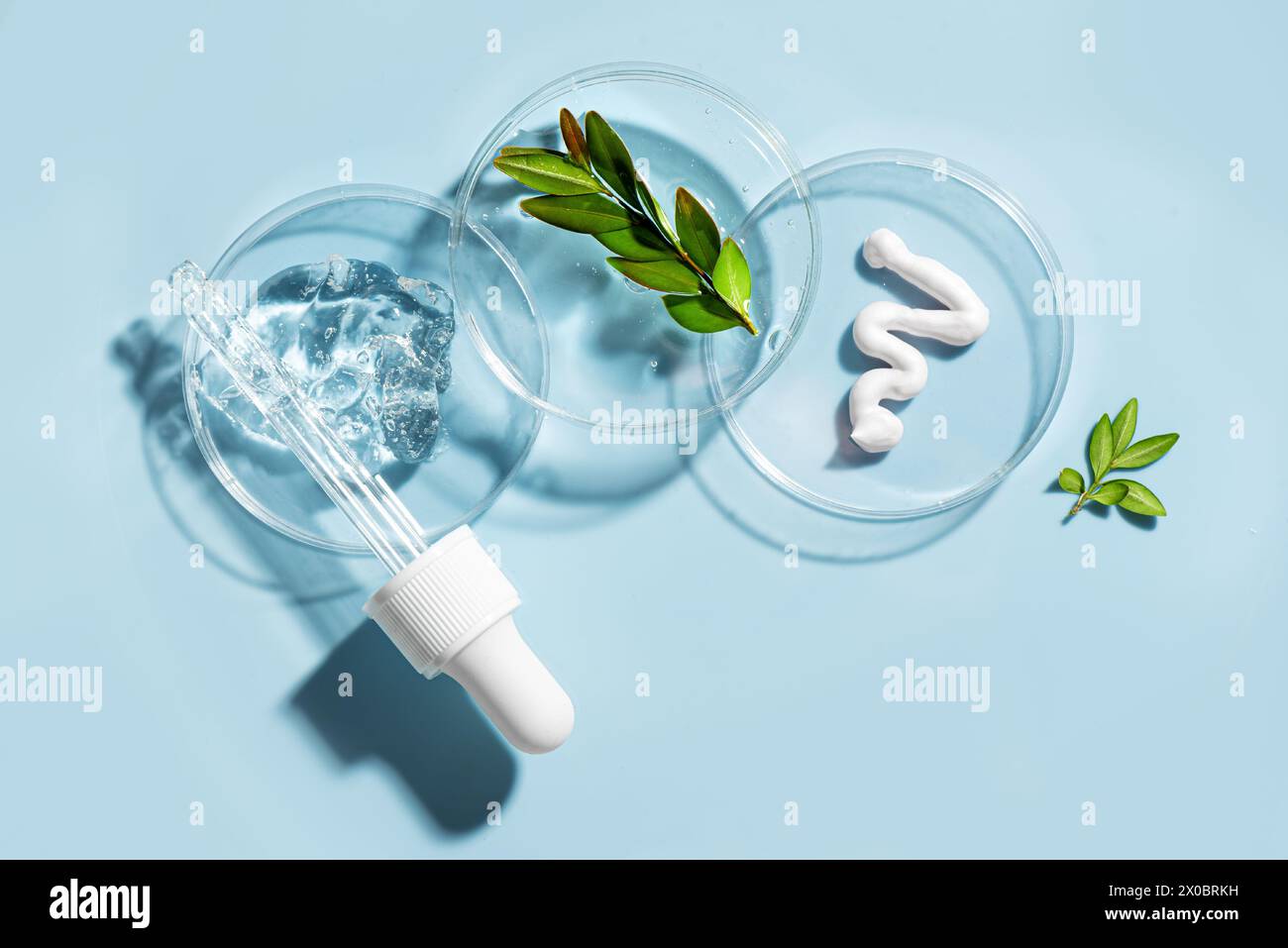 Produits naturels de soins de la peau swatches dans une boîte de Petri avec compte-gouttes et plantes vertes sur fond bleu. ECO beauté, recherche de laboratoire cosmétique à base de plantes et Banque D'Images