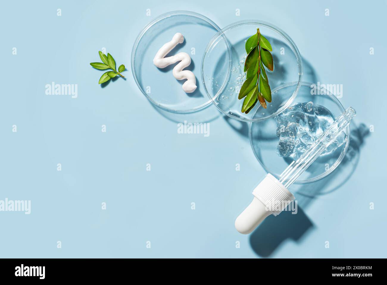 Produits naturels de soins de la peau swatches dans une boîte de Petri avec compte-gouttes et plantes vertes sur fond bleu. Composition tendance de produit de beauté avec Sha dur Banque D'Images