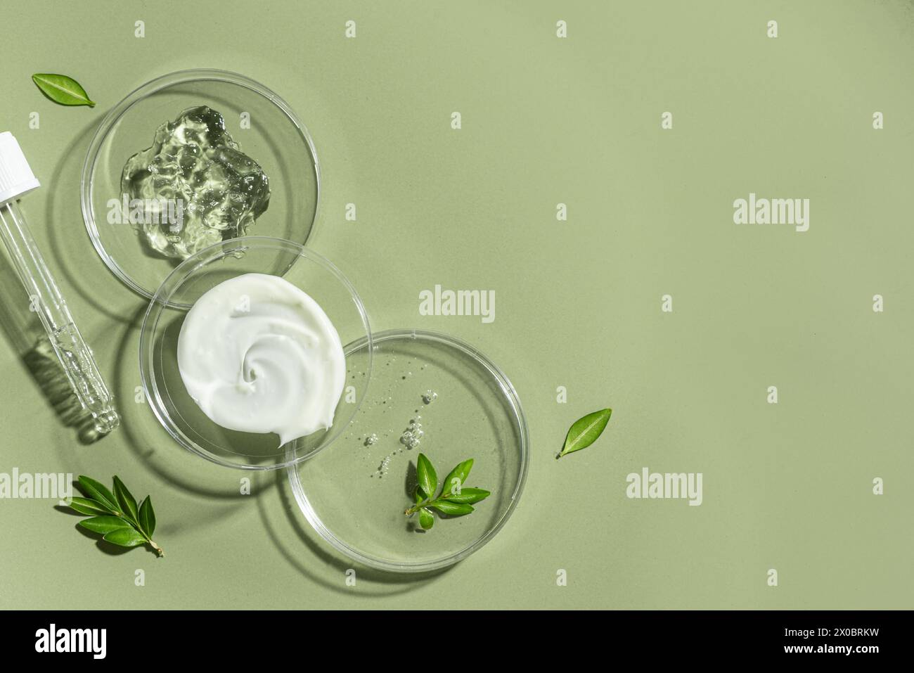 Produits naturels de soins de la peau swatches dans une boîte de Petri avec compte-gouttes et plantes vertes sur fond vert olive, espace de copie. Bordure tendance de produit de beauté Banque D'Images