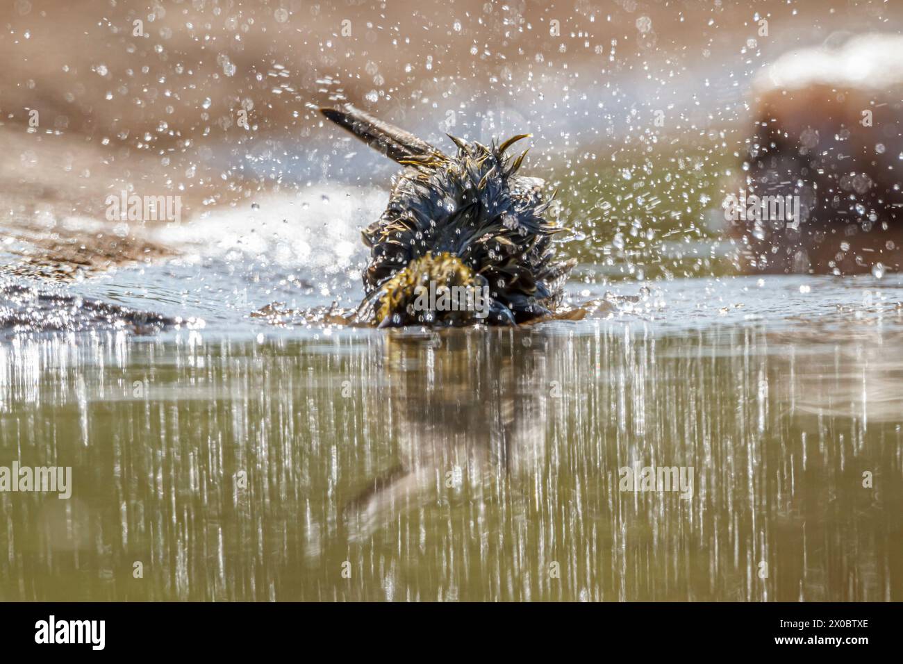 Tisserand de village baignant dans un trou d'eau dans le parc national de Kruger, Afrique du Sud ; espèce Ploceus cucullatus famille des Ploceidae Banque D'Images