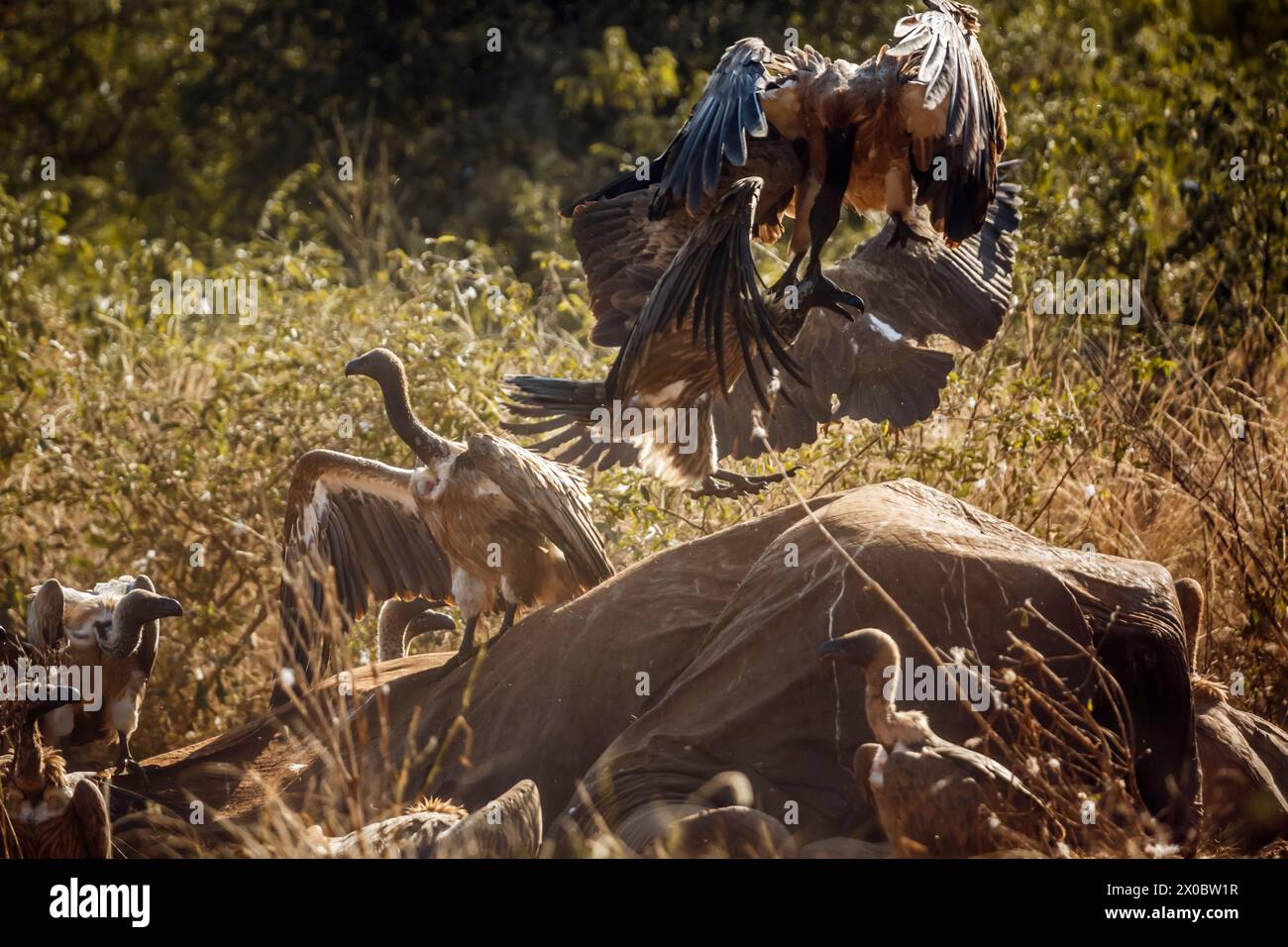 Vulture à soutien blanc combattant sur carcasse d'éléphant mort dans le parc national Kruger, Afrique du Sud ; espèce Gyps africanus famille des Accipitridae Banque D'Images