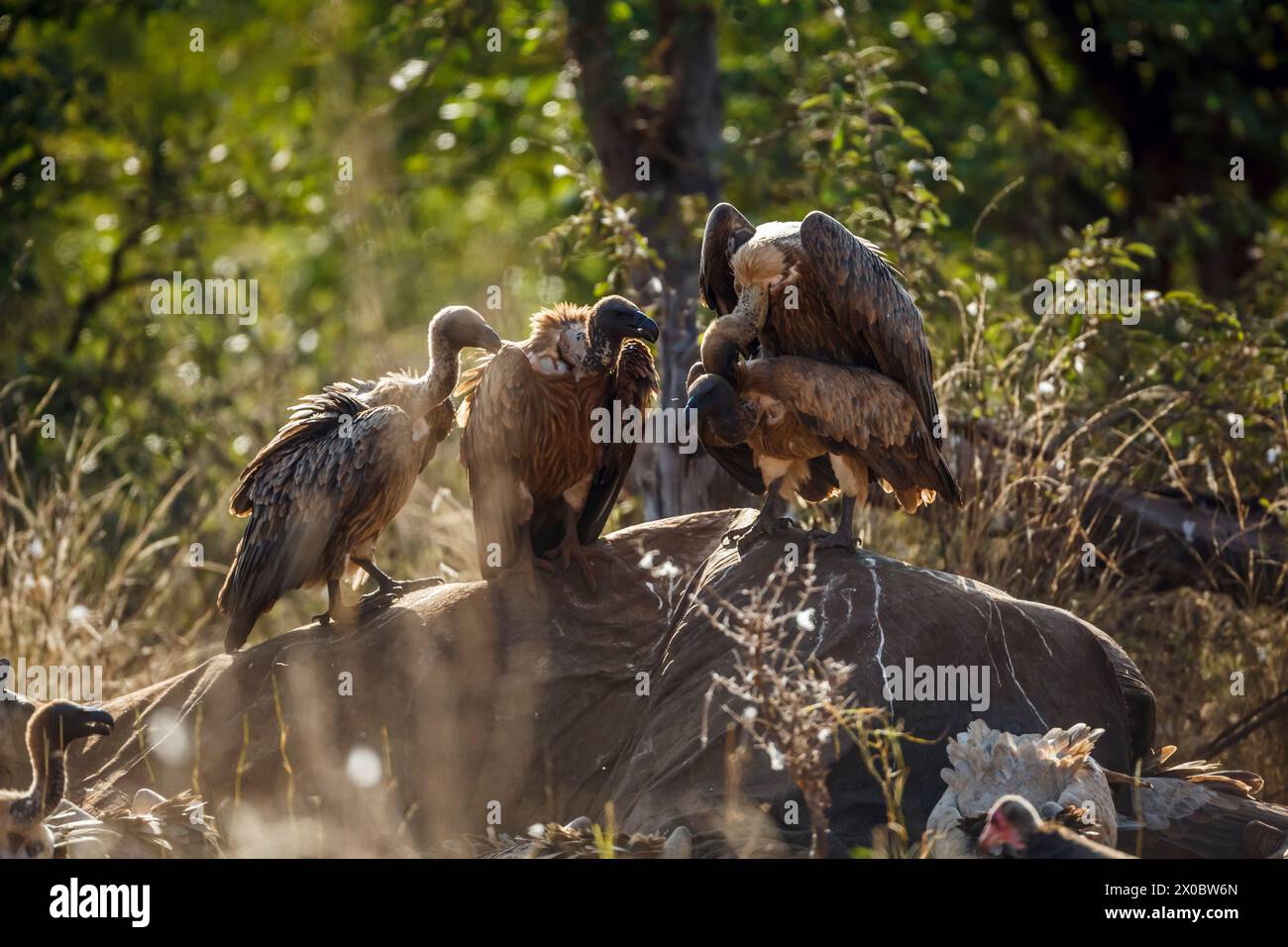 Vulture à dos blanc s'accouplant sur carcasse d'éléphant mort dans le parc national Kruger, Afrique du Sud ; espèce Gyps africanus famille des Accipitridae Banque D'Images