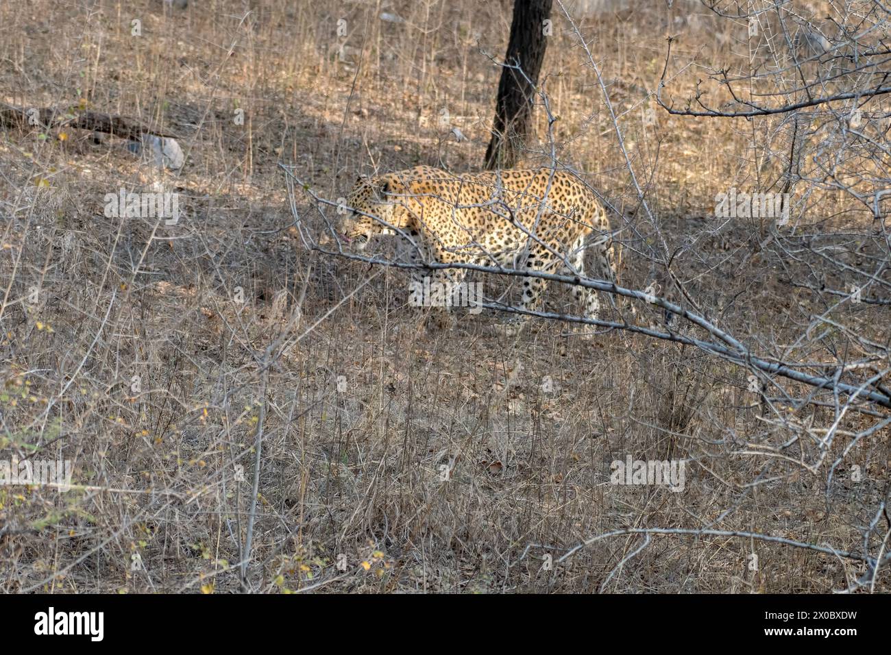 Léopard indien (Panthera pardus fusca) marchant à travers le fourré de la réserve de léopard de Jhalana au Rajasthan, en Inde Banque D'Images