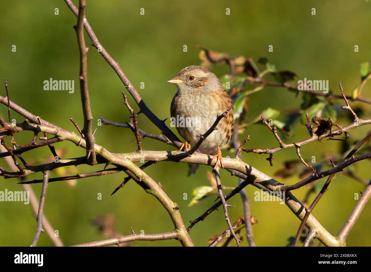 Rougegorge familier Erithacus rubecula aux abords Banque D'Images
