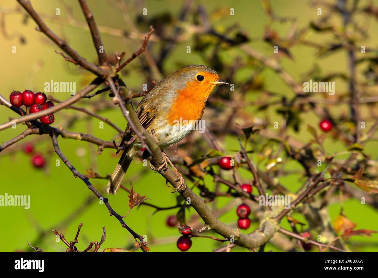 Rougegorge familier Erithacus rubecula aux abords Banque D'Images