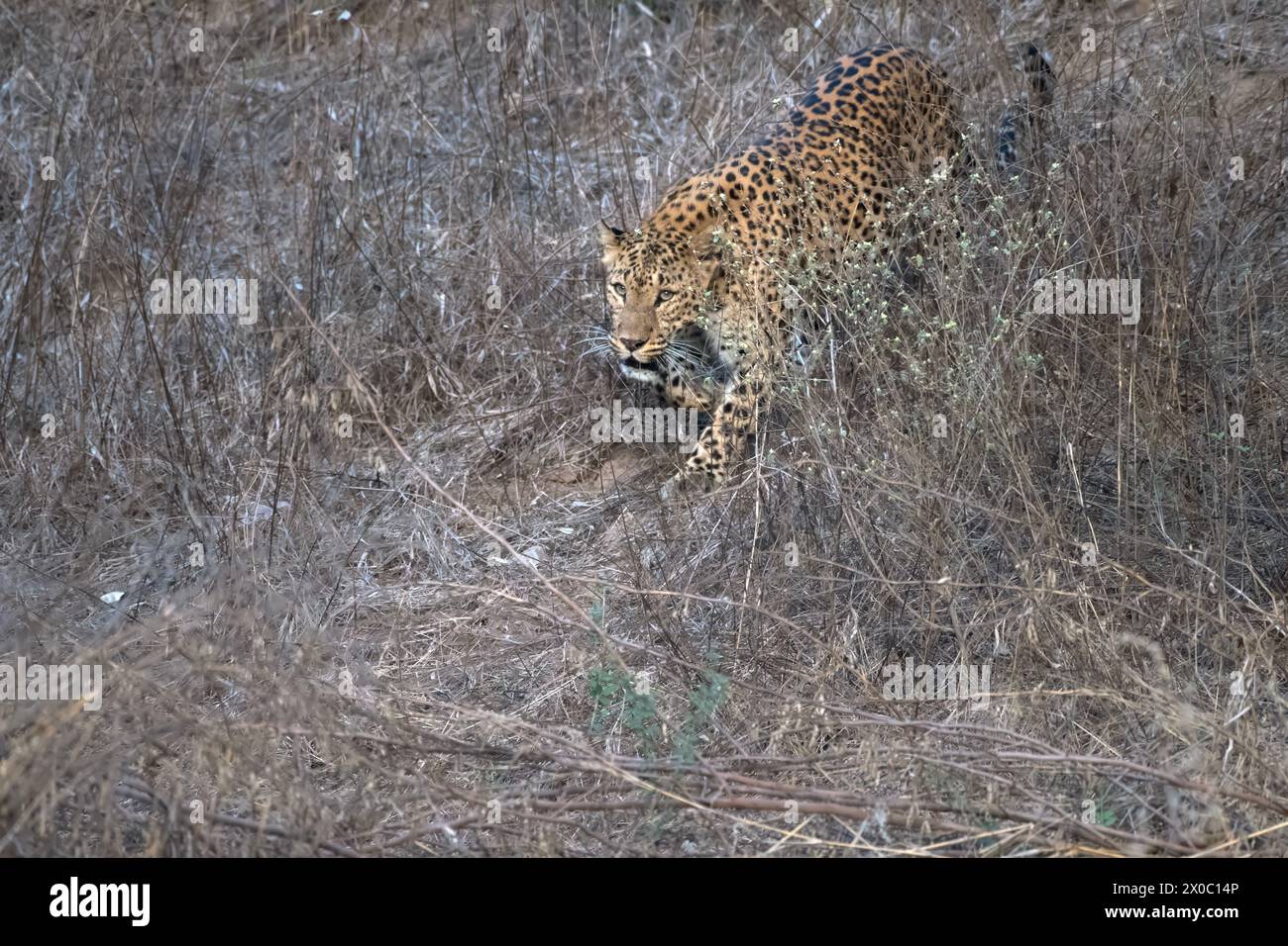 Léopard indien marchant à travers le fourré à la réserve de Jhalana au Rajasthan en Inde Banque D'Images