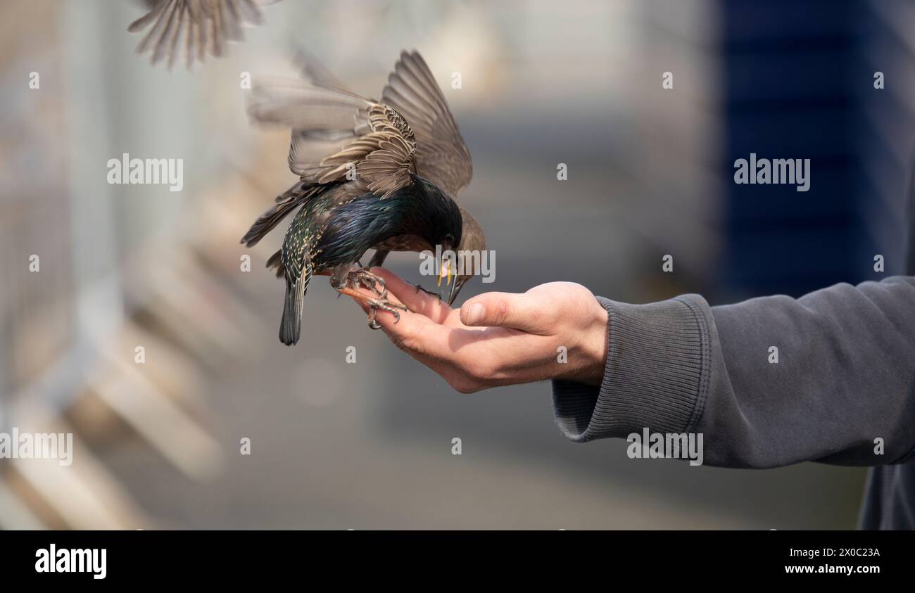 bras d'un homme nourrissant les oiseaux sauvages avec des graines, un peu de flou de mouvement Banque D'Images