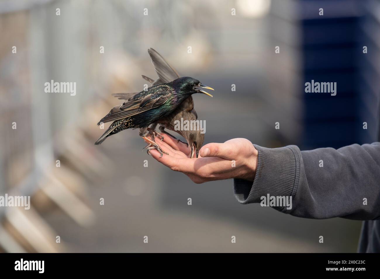 bras d'un homme nourrissant les oiseaux sauvages avec des graines, un peu de flou de mouvement Banque D'Images