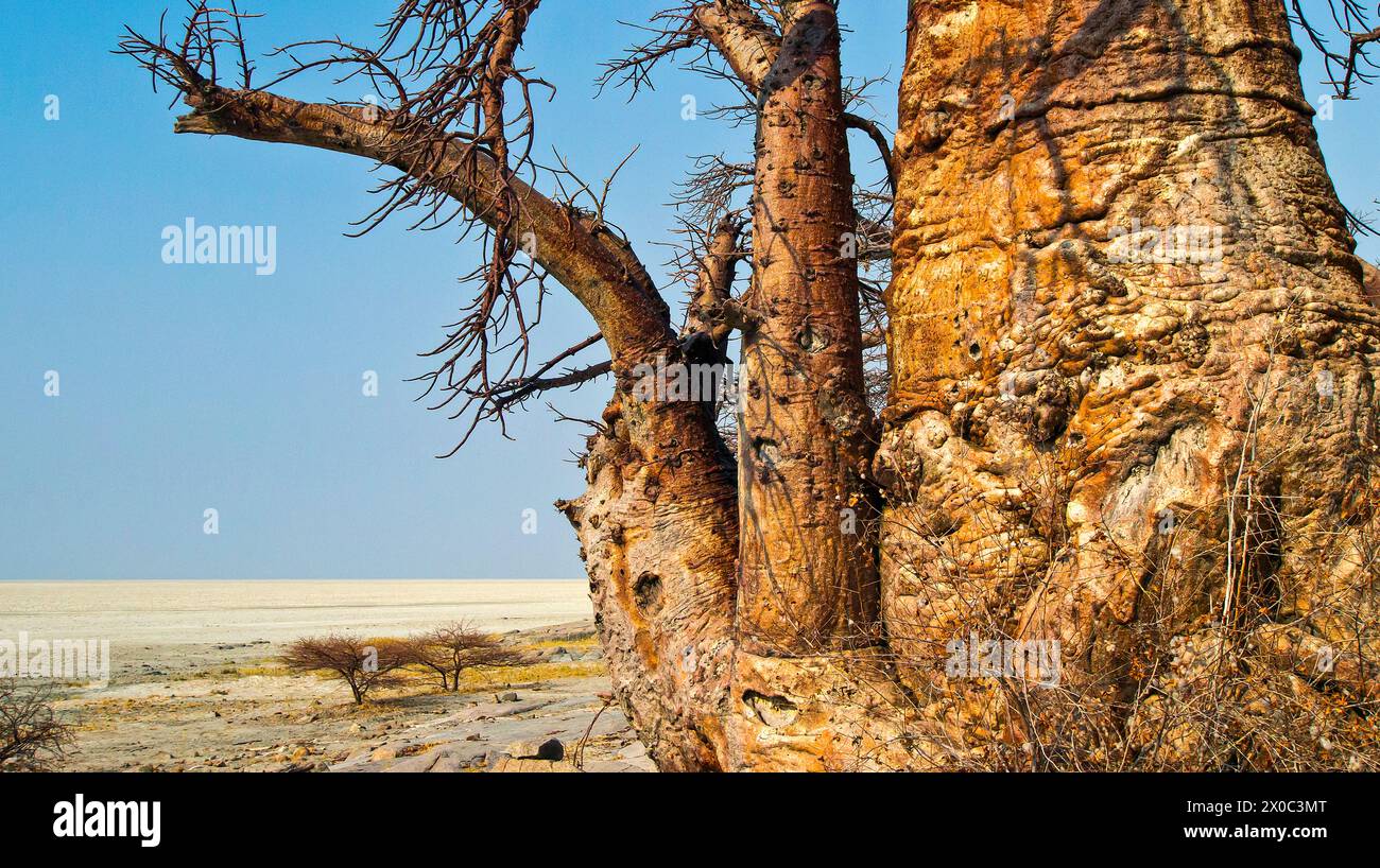 Le Baobab, Adansonia digitata, Kubu Island, mer Blanche de sel, Lekhubu, Makgadikgadi Pans National Park, Botswana, Africa Banque D'Images