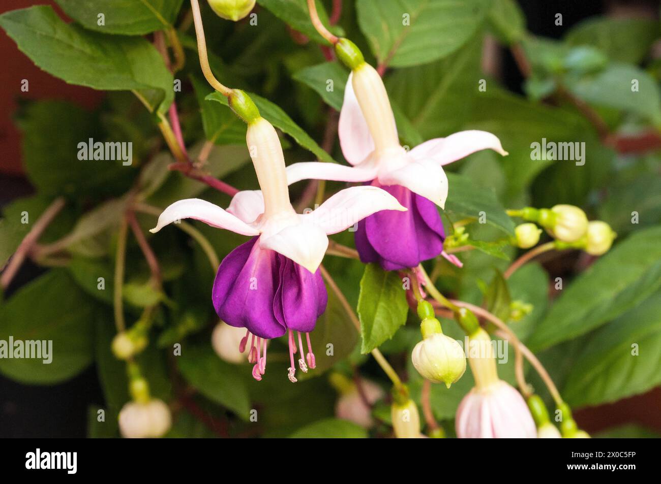 Fuchsia jollies Trailing Valence est une floraison estivale fuchsia pérenne durable demi robuste à feuilles caduques et pourpres a de petites fleurs blanches et violettes de type unique Banque D'Images