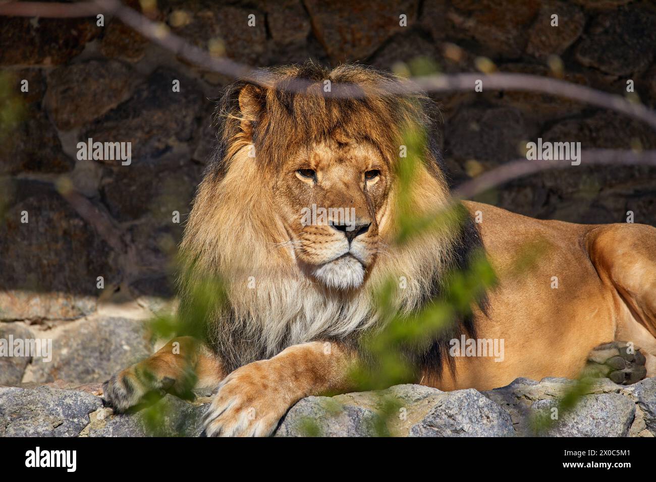 Image d'un lion adulte allongé sur des pierres sous un arbre Banque D'Images