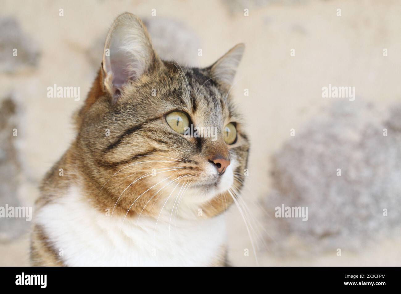 chat tabby et blanc à l'extérieur avec jardin de plantes vertes Banque D'Images