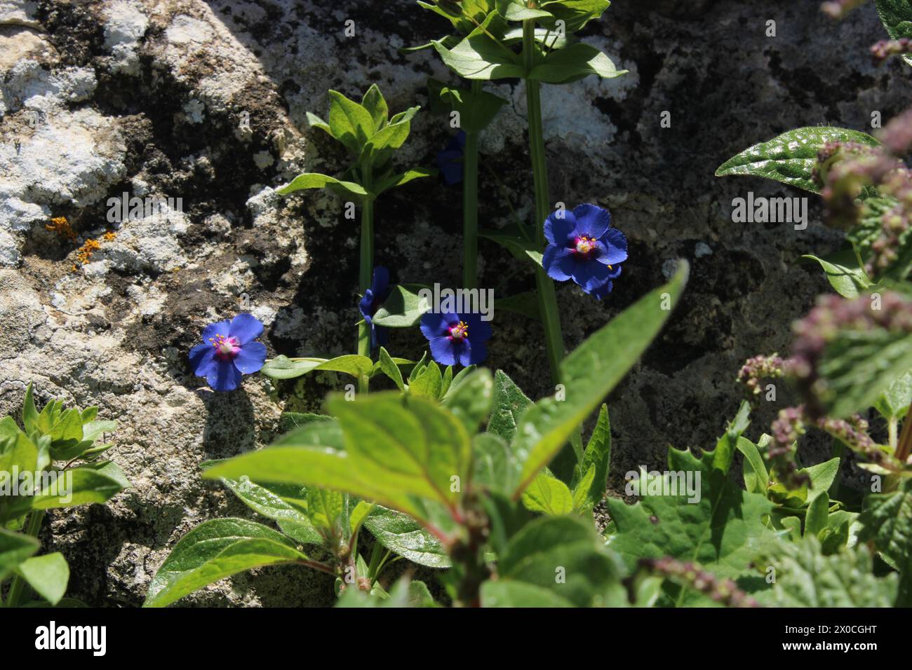 Fleurs sauvages bleues encadrées de feuilles vertes Banque D'Images
