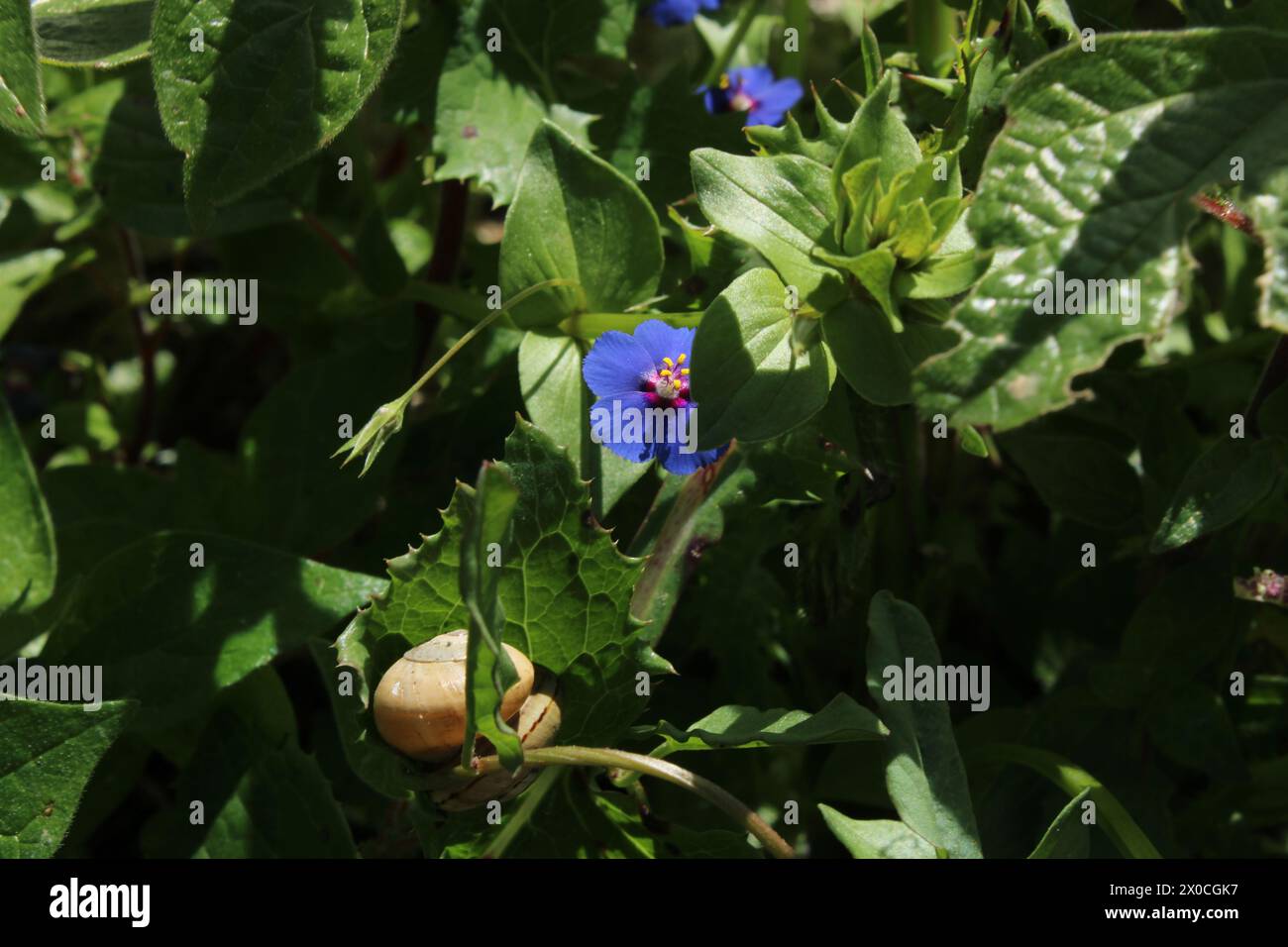 Fleurs sauvages bleues encadrées de feuilles vertes Banque D'Images