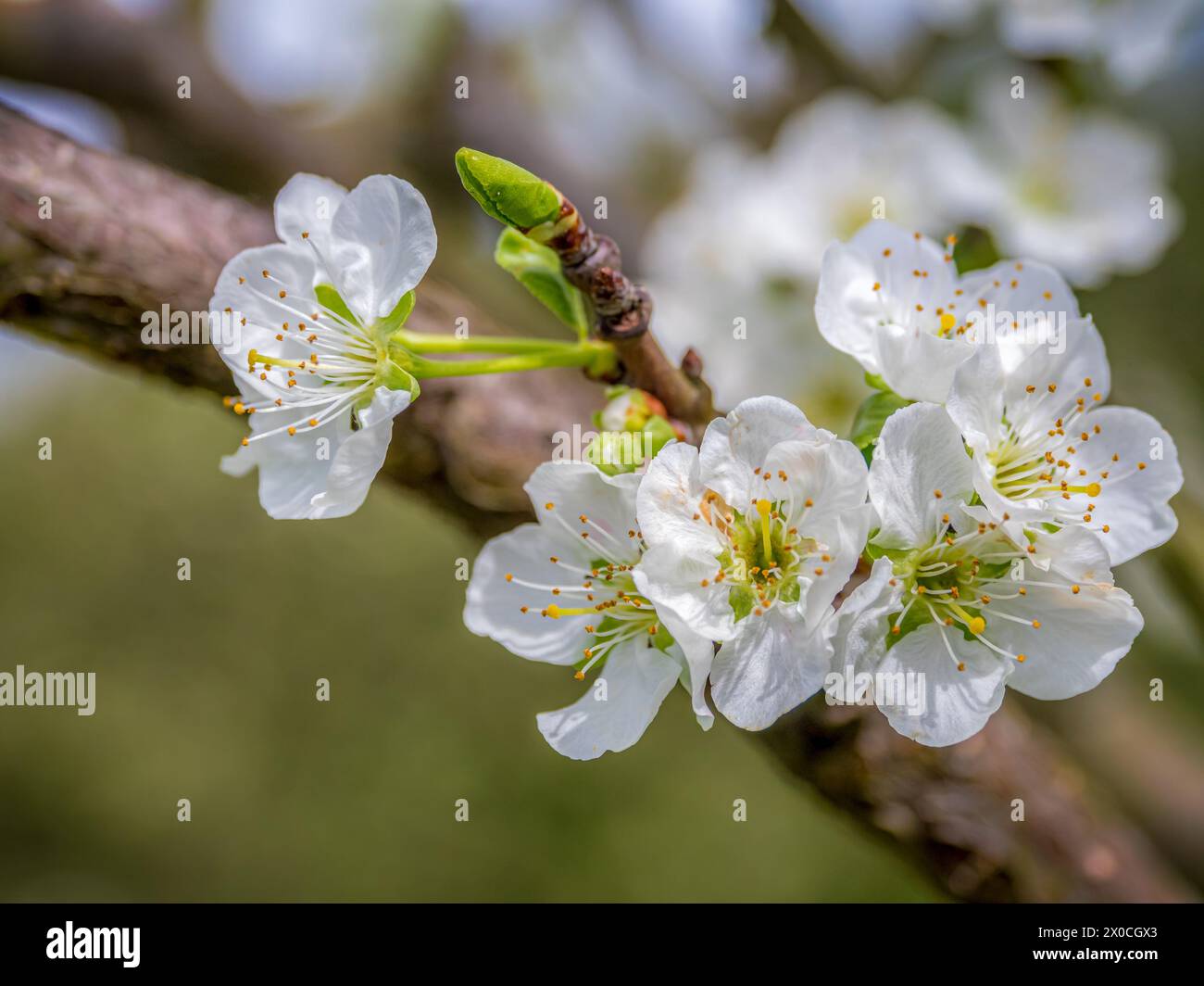 Gros plan de belles fleurs de prunier en fleur Banque D'Images