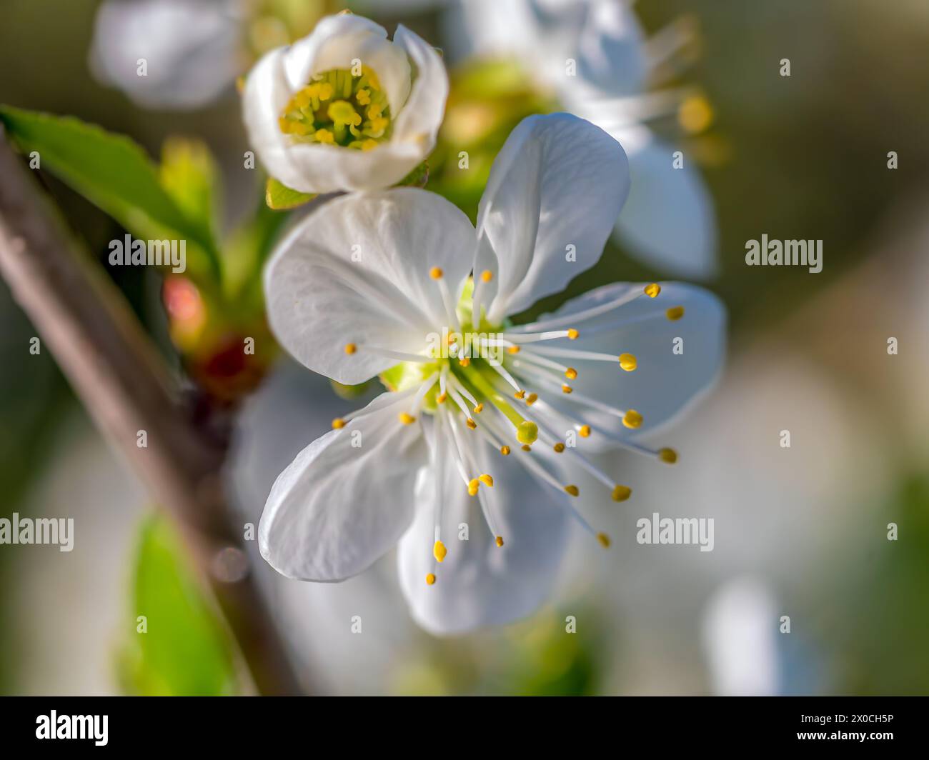 Gros plan de belles fleurs de prunier en fleur Banque D'Images