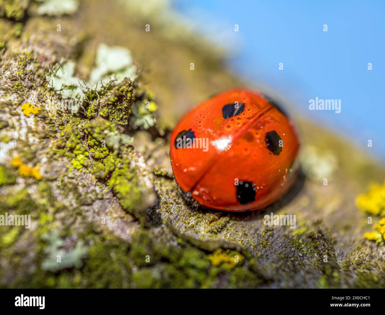 Gros plan de coccinelle sur une branche de prunier couverte de mousse Banque D'Images