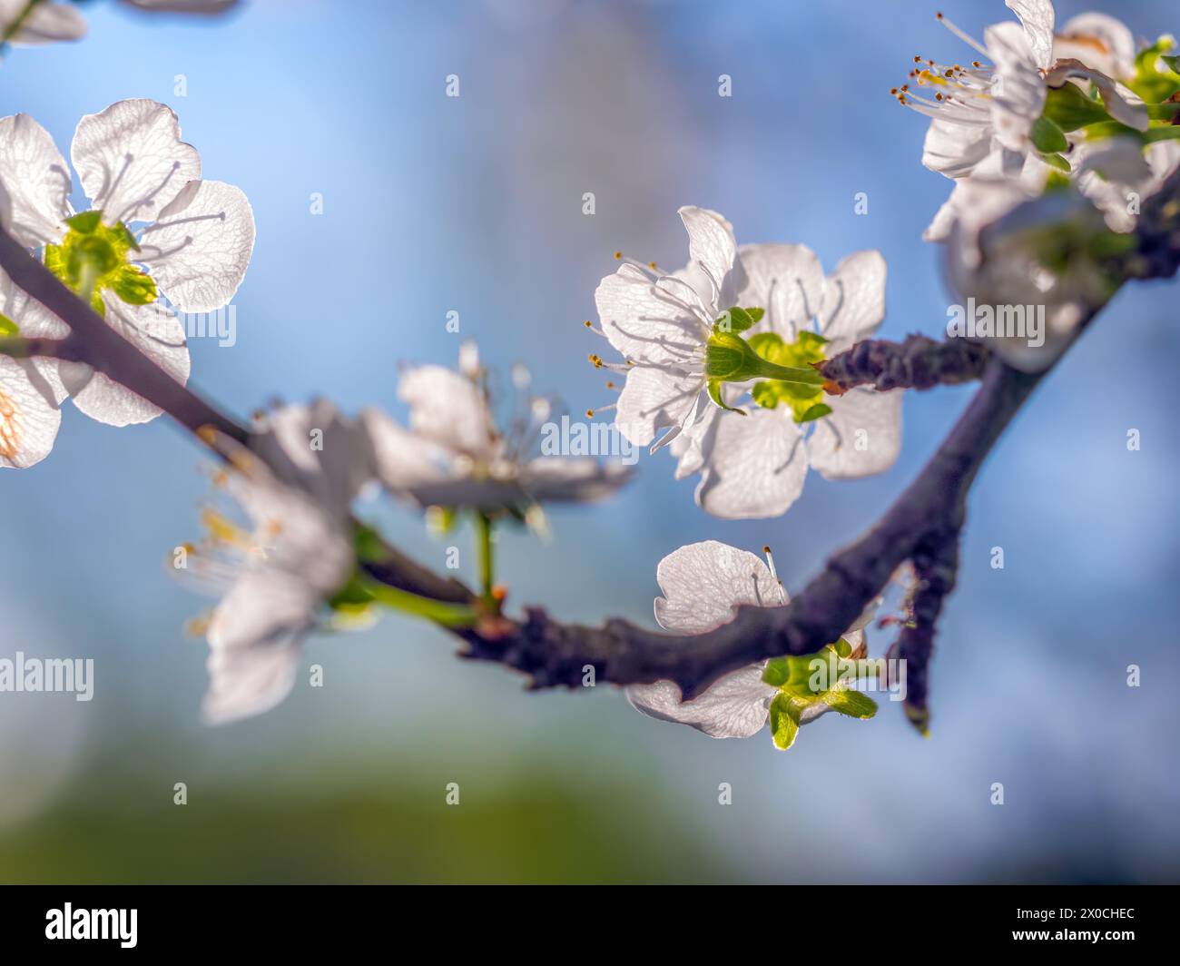 Gros plan d'une brindille de prunier avec des fleurs en fleur Banque D'Images