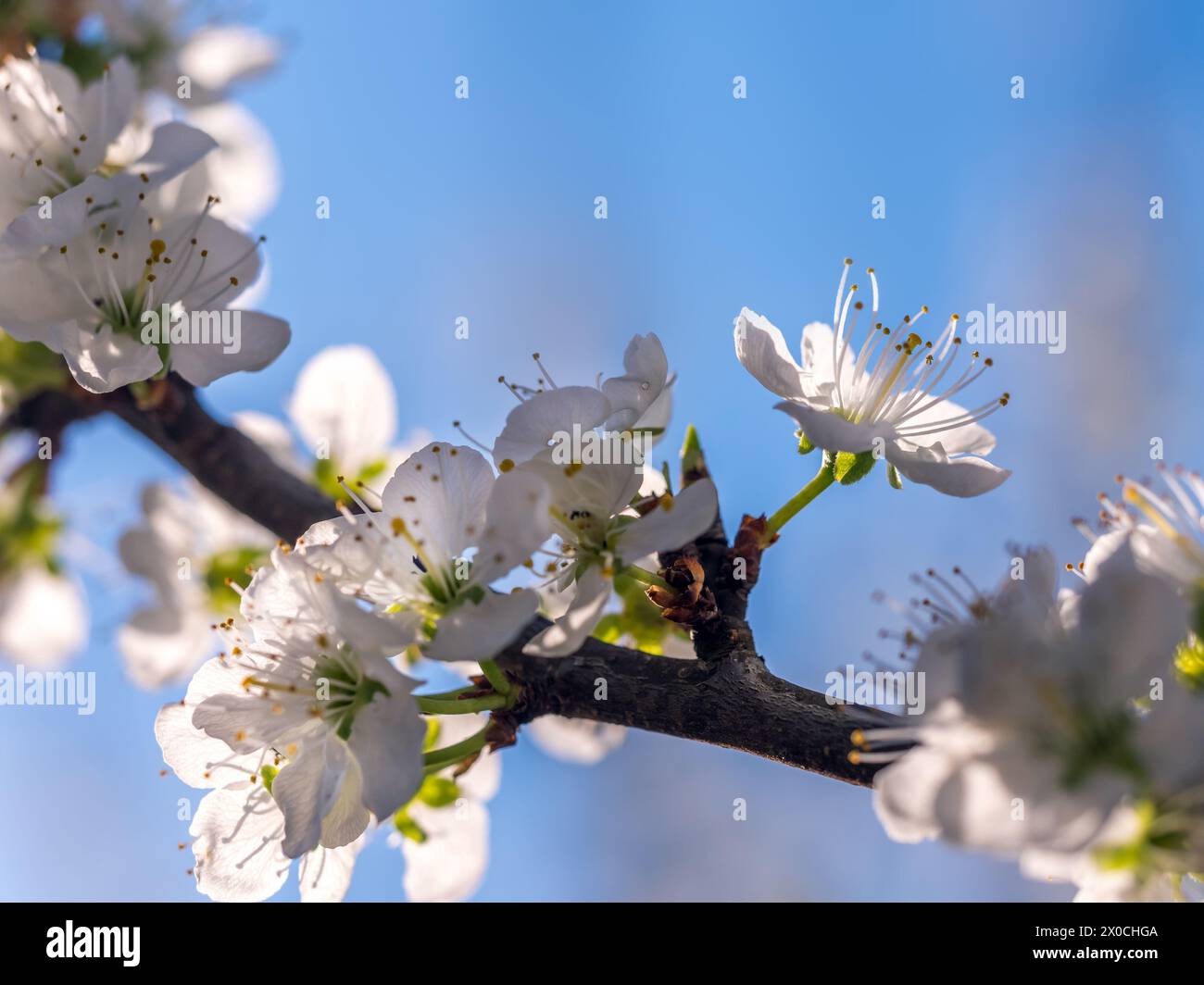 Gros plan d'une brindille de prunier avec des fleurs en fleur Banque D'Images
