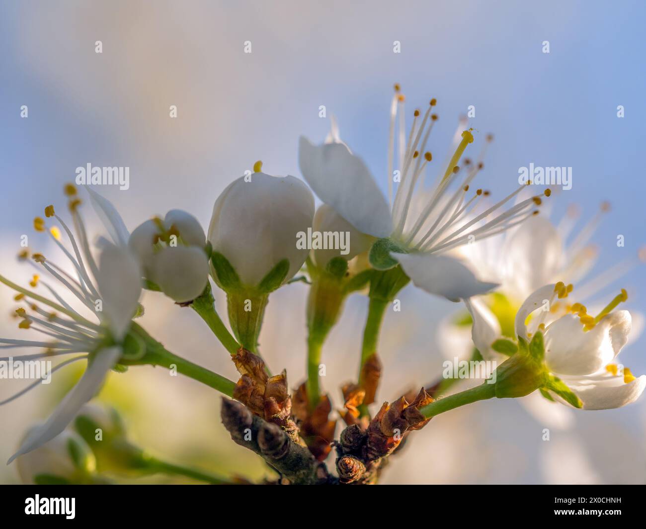 Gros plan d'une brindille de prunier avec des fleurs en fleur Banque D'Images