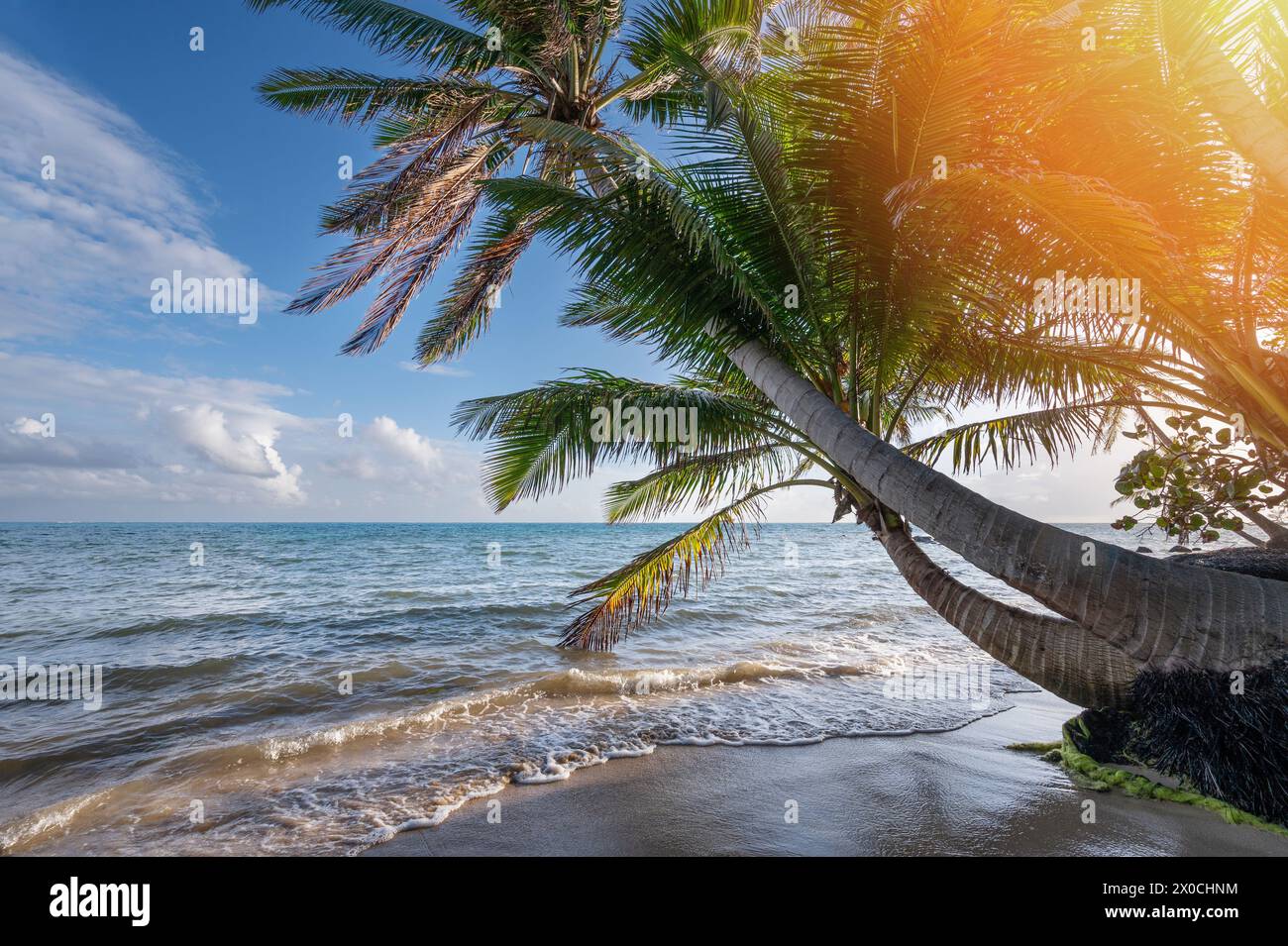 Aller sur le thème des vacances. Palmier de noix de coco sur fond de plage des Caraïbes Banque D'Images