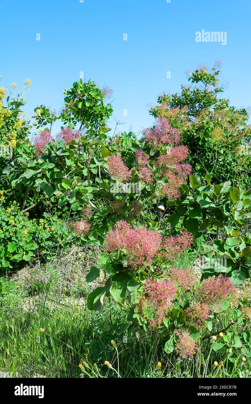 Barbe d'Aaron (Cotinus coggygria) cultivée en Crimée au plus tard en 1650. Les plantations de Scumpia ont une valeur de protection des sols et d'anti-érosion (ceintures forestières Banque D'Images