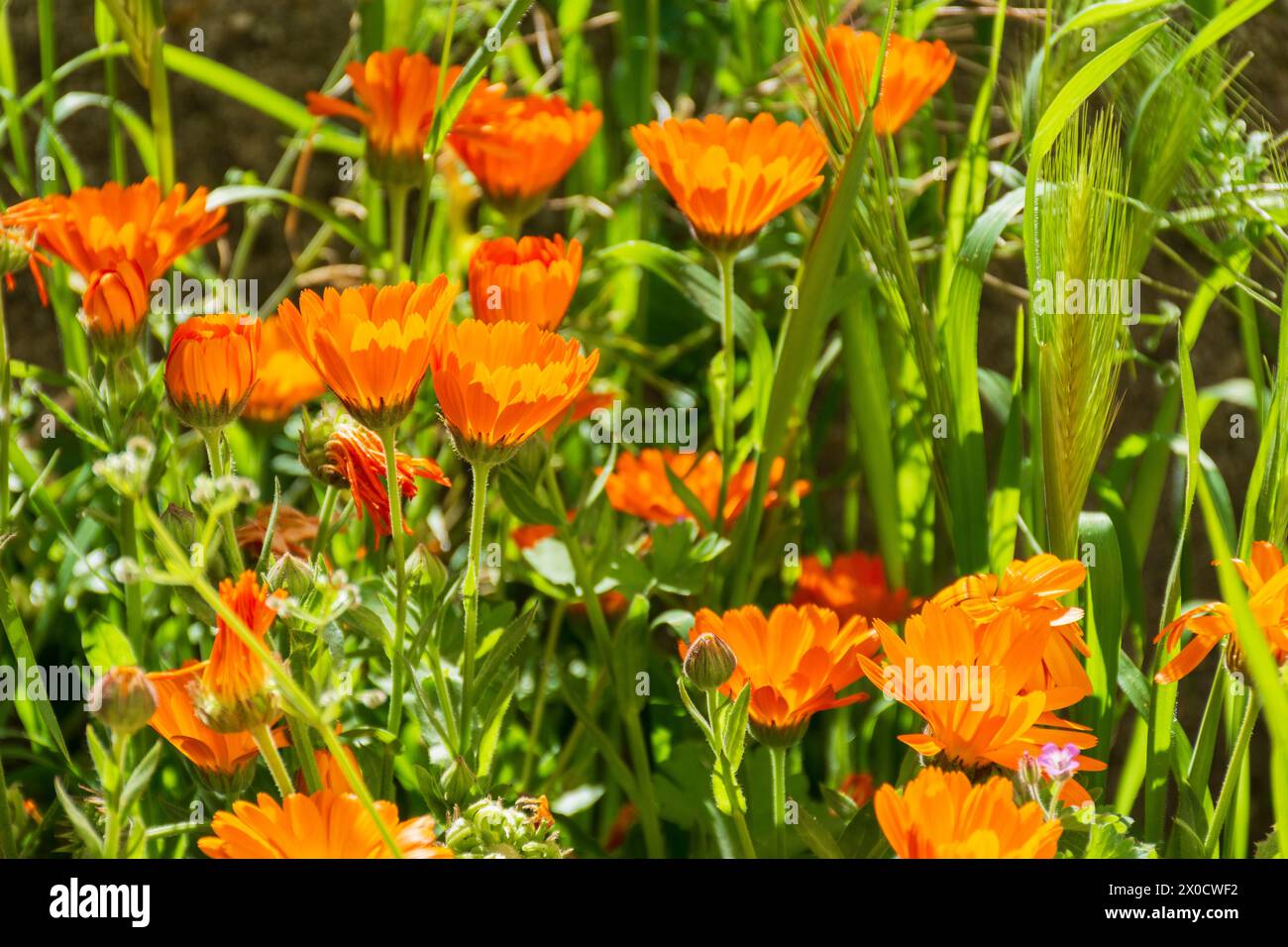 Campo lleno de vegetación y múltiples flores en primavera Banque D'Images