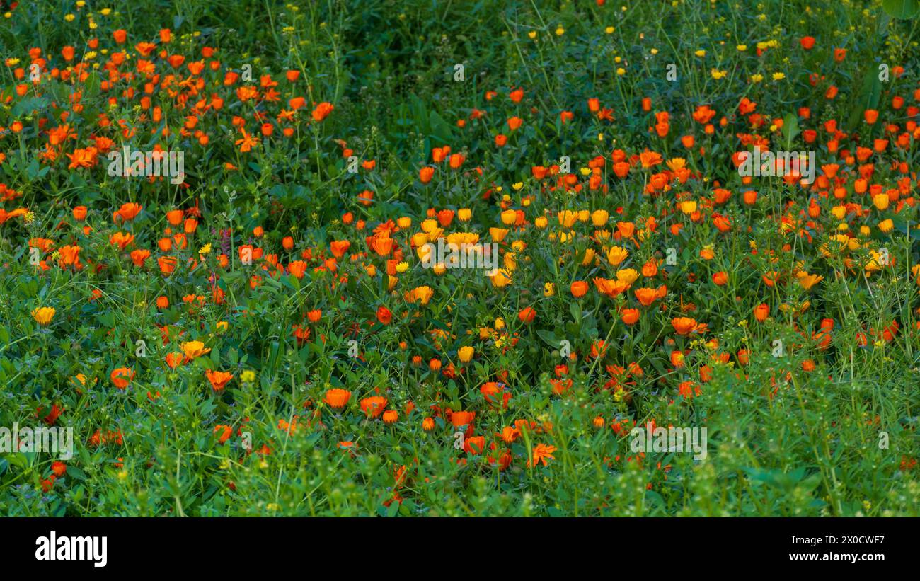 Campo lleno de vegetación y múltiples flores en primavera Banque D'Images