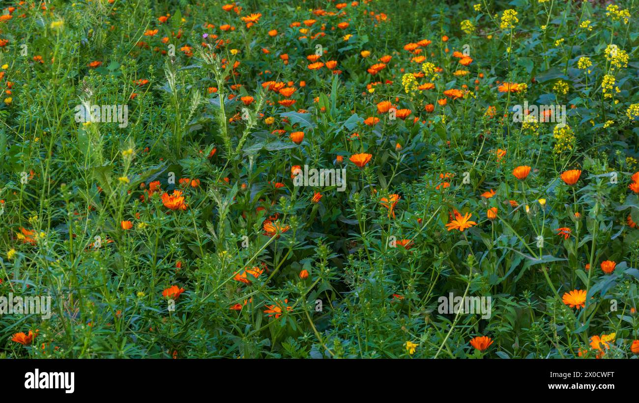 Campo lleno de vegetación y múltiples flores en primavera Banque D'Images