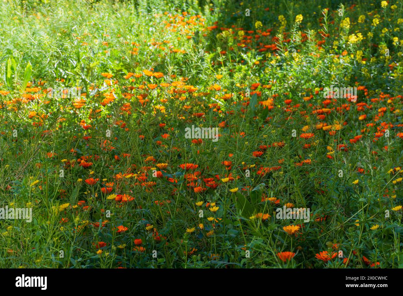 Campo lleno de vegetación y múltiples flores en primavera Banque D'Images