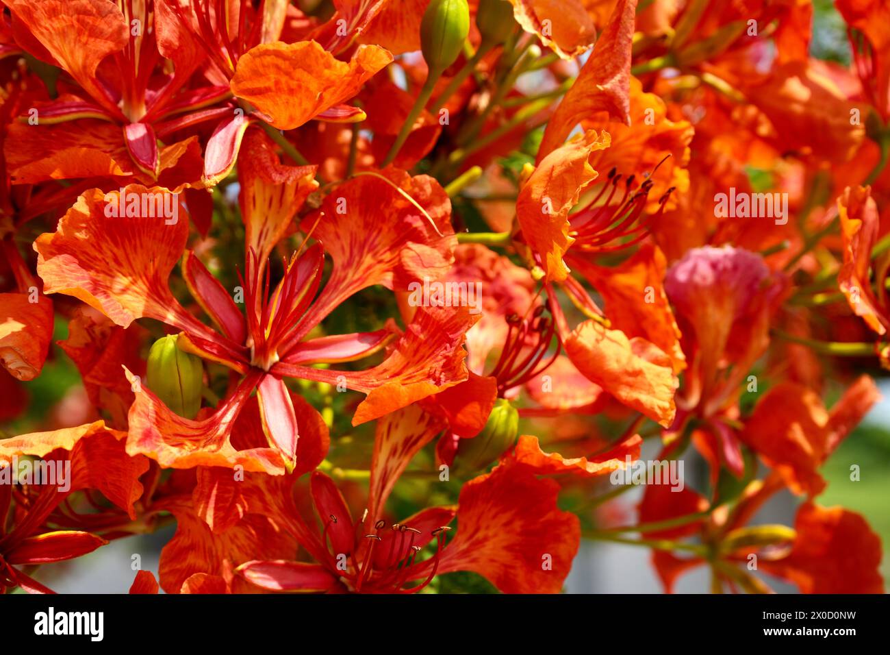 Magnifique Orange Delonix regia ou royal poinciana, flamboyant ou phoenix arbre en pleine floraison. Banque D'Images