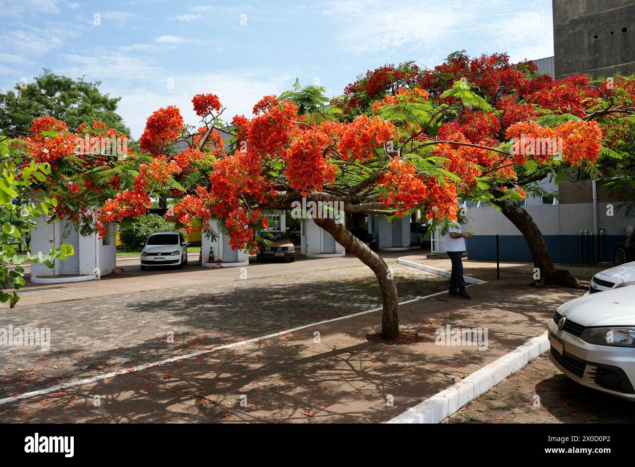 Belle Orange Delonix regia ou royale poinciana, flamboyant, fleur de phénix en pleine floraison. Banque D'Images